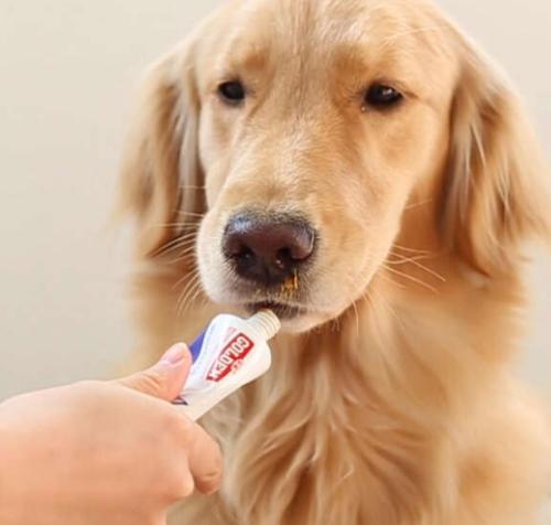 遛狗要栓繩，寵物營養膏乳化機守護忠犬【鈺翔機械】